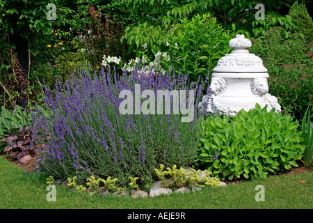 Lavande Anglaise dans un jardin (Lavandula angustifolia) Banque D'Images