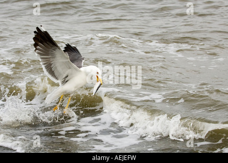 Moindre Goéland marin (Larus fuscus) Banque D'Images