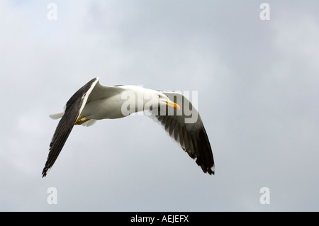 Moindre Goéland marin (Larus fuscus) Banque D'Images