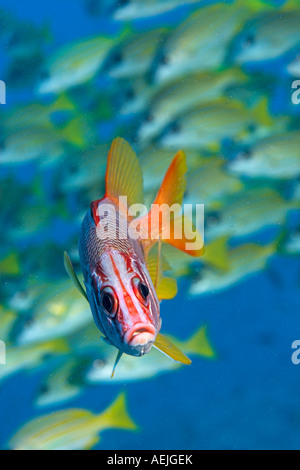 (Sargocentron spiniferum marignans géant) Banque D'Images