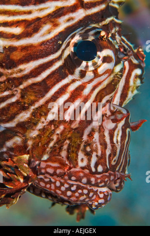 Poisson lion Pterois volitans, commun. Banque D'Images