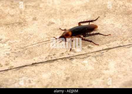 Blatte orientale (Blatta orientalis) piscine Banque D'Images