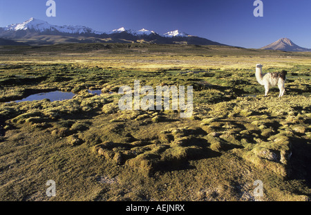 Alpaga sur un bofedal près de Colchane avec Cerro Cabaray (6433 m), le Parc National Isluga, Chili Banque D'Images