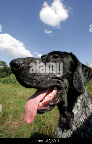 German short-haired pointer assis sur un champ Banque D'Images