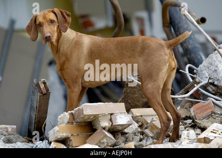 Chiens de secours à un entraînement réaliste en ruines Banque D'Images