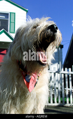 Chien de race Terrier mixtes dans la cour avant Banque D'Images