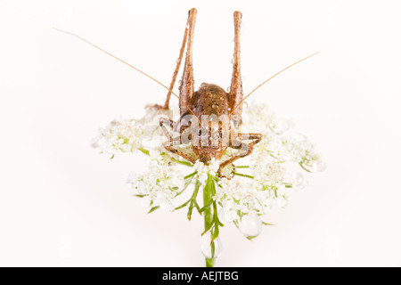 Bush sombre (Pholidoptera griseoaptera) Cricket Banque D'Images