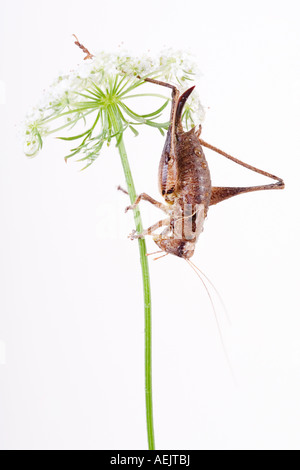 Bush sombre (Pholidoptera griseoaptera) Cricket Banque D'Images