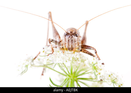 Bush sombre (Pholidoptera griseoaptera) Cricket Banque D'Images