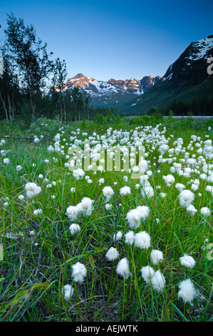 Prairie avec Eriophorum, More og Romsdal (Norvège) Banque D'Images