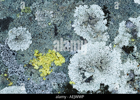 Lichen sur roche de granit, la Norvège Banque D'Images