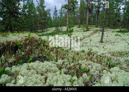 Lichen Cladonia rangiferina (Rennes), le parc national de Jotunheimen, Norvège, Scandinavie Banque D'Images