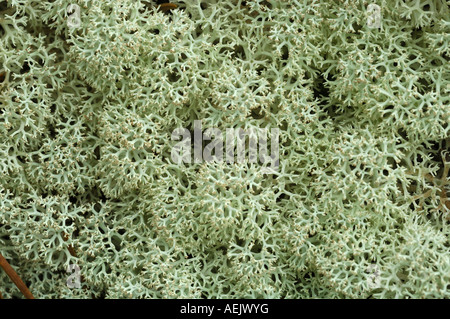 Lichen Cladonia rangiferina (Rennes), le parc national de Jotunheimen, Norvège, Scandinavie Banque D'Images