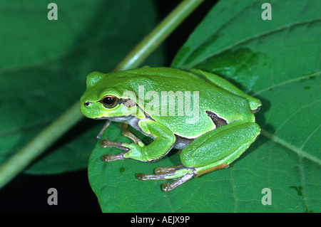 European tree frog (Hyla arborea) Banque D'Images