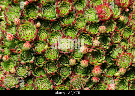 Houseleek - Maison Commune Leek - feuilles (Sempervivum tectorum) Banque D'Images