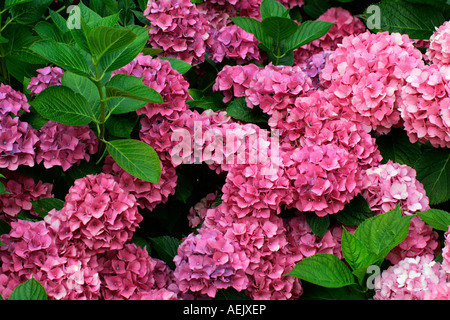 Hortensia - Dentelle Cap Hortensia (Hydrangea macrophylla) Banque D'Images