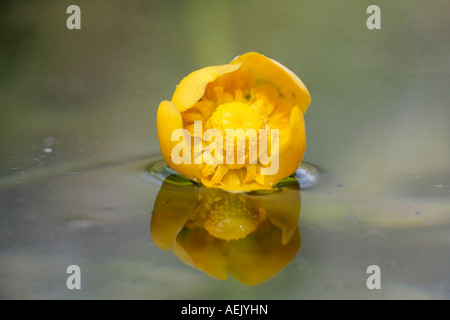 L'eau jaune, Spatterdock-lily, lily vache, nénuphar jaune, Nuphar lutea, Banque D'Images