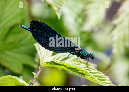 Belle demoiselle Calopteryx splendens, homme, Banque D'Images