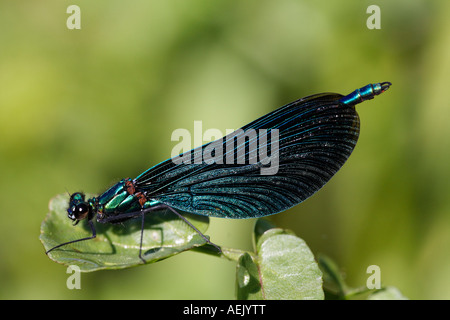 Belle demoiselle Calopteryx splendens, homme, Banque D'Images