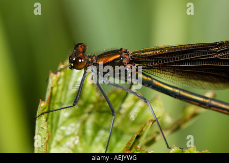 Belle demoiselle Calopteryx splendens, femme, Banque D'Images