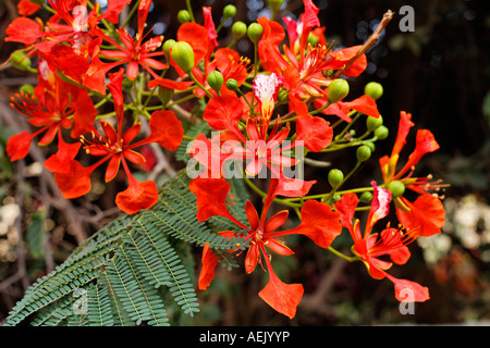 Royal Poinciana, flamboyant (Delonix regia) Banque D'Images
