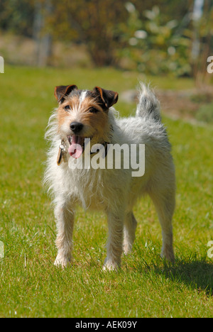 Parson Jack Russell Terrier, haletant Banque D'Images