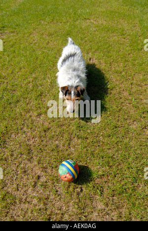 Parson Jack Russell Terrier qui se cache pour la balle Banque D'Images