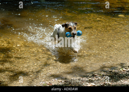 Parson Jack Russell Terrier de la récupération de toy hors de l'eau Banque D'Images