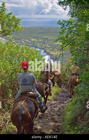 Molokai Mule Ride tour au parc historique national de Kalaupapa Molokai Hawaii Banque D'Images