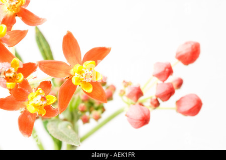 Fleurs de soie (Asclepias curassavica) Banque D'Images