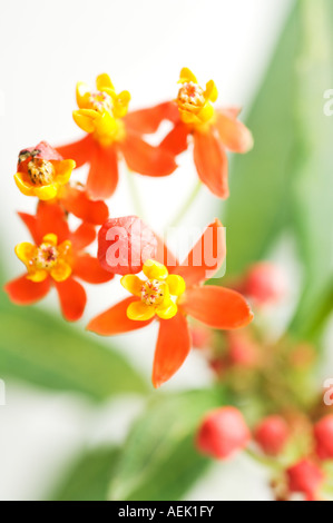 Fleurs de soie (Asclepias curassavica) Banque D'Images