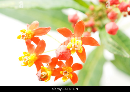 Fleurs de soie (Asclepias curassavica) Banque D'Images