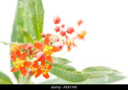 Fleurs de soie (Asclepias curassavica) Banque D'Images