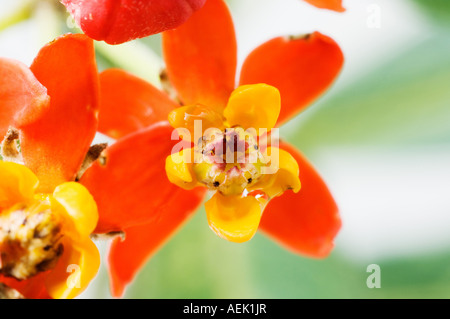 Fleurs de soie (Asclepias curassavica) Banque D'Images