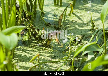 Swamp snake avec langue Banque D'Images