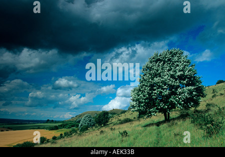 Arbre Quercus palustris Ivinghoe Hills Chilterns Bucks UK Summer Banque D'Images