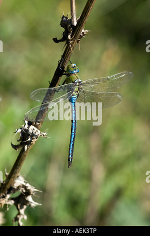 L'Empereur libellule Anax imperator au repos sur potton souches bedfordshire Banque D'Images