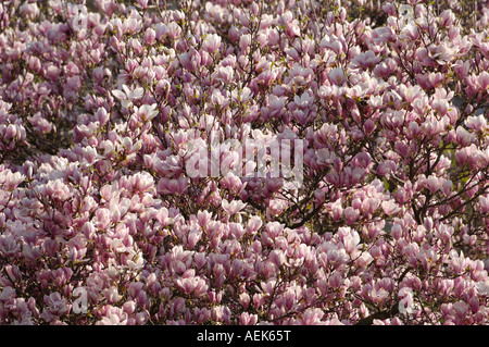 Tulip-magnolia Magnolia x soulangeana Amabilis) Banque D'Images