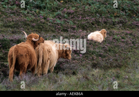 De l'itinérance Highland cattle Ecosse UK Banque D'Images