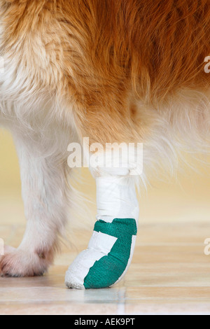 Mixed Breed Dog paw bandage bandage blessés Banque D'Images