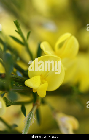 Broom - Cytisus praecox Banque D'Images