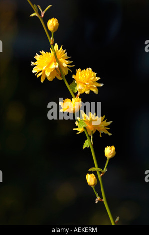 Japonica Pleniflora Vexille. Banque D'Images