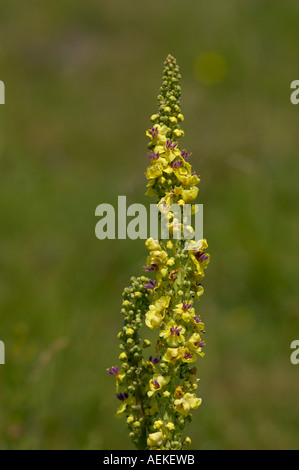 Molène noire Verbascum nigrum Banque D'Images