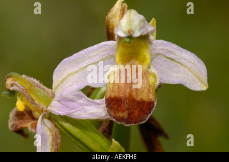 Bicolor orchidée abeille Ophrys Apifera bicolor Var Banque D'Images