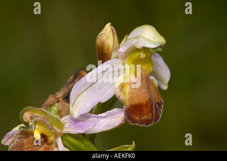 Bicolor orchidée abeille Ophrys Apifera bicolor Var Banque D'Images