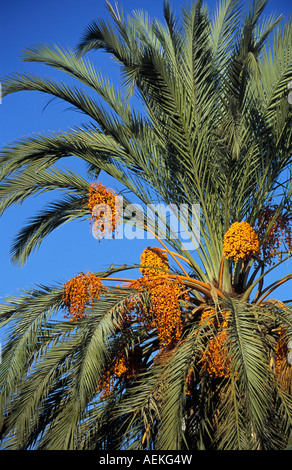 Libye Tripoli palmier avec des dates Banque D'Images