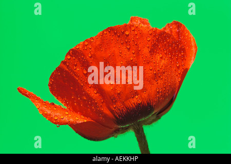 Fleur de pavot oriental. Banque D'Images