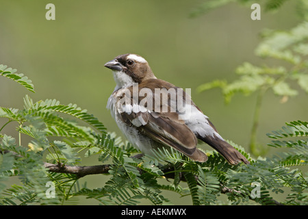 Sourcils blanc Sparrow Weaver Banque D'Images