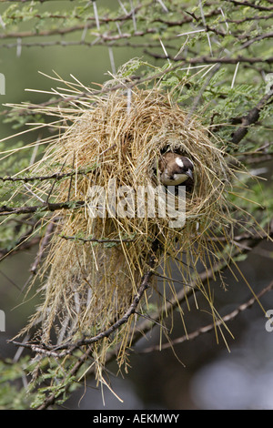 Sourcils blanc Sparrow Weaver in nest Banque D'Images