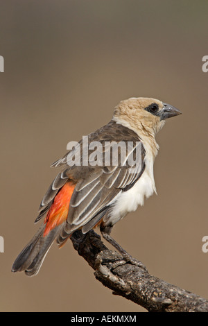 Tête blanche Buffalo Weaver Banque D'Images